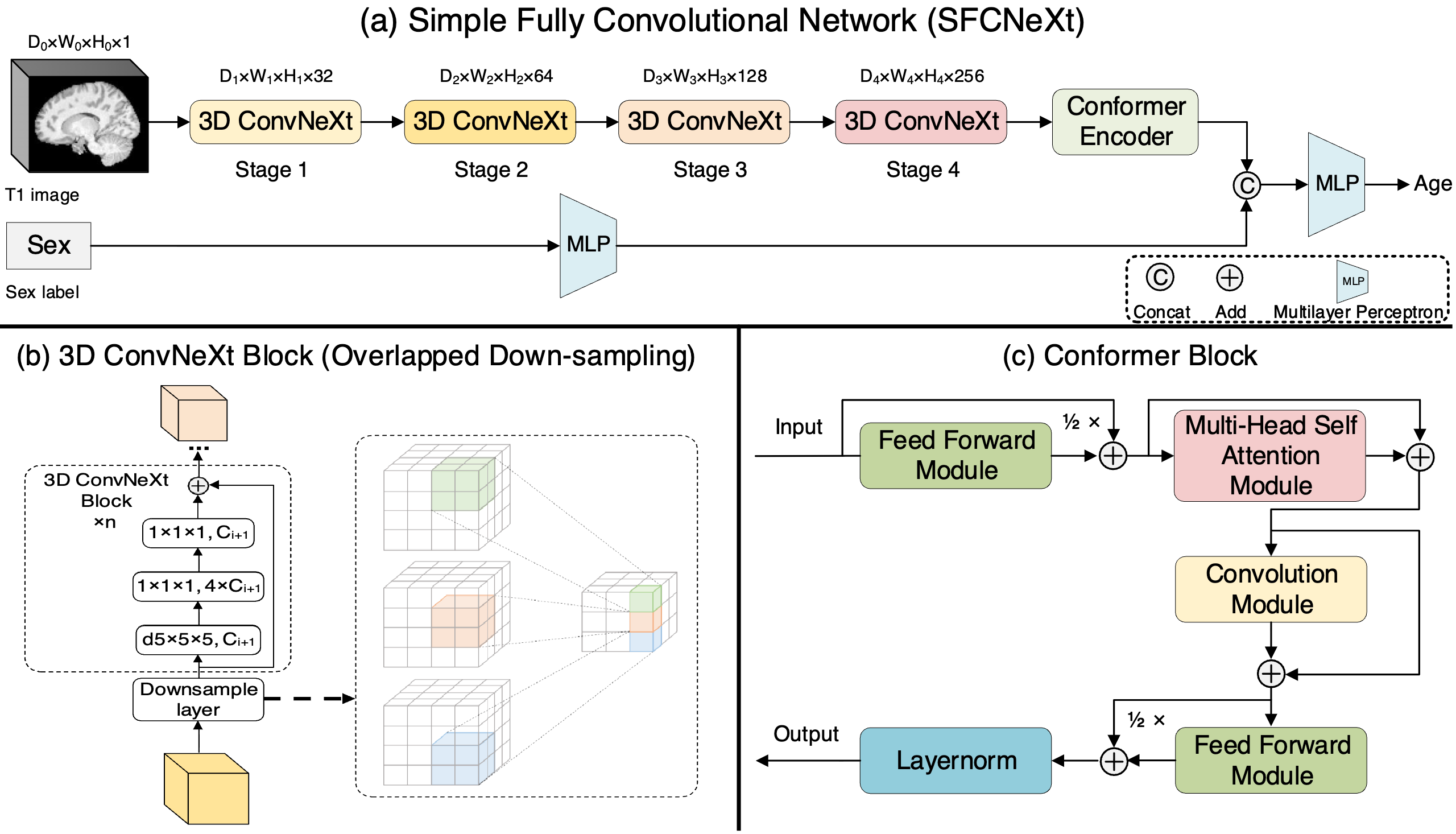 SFCNeXt: a simple fully convolutional network for effective brain age estimation with small sample size