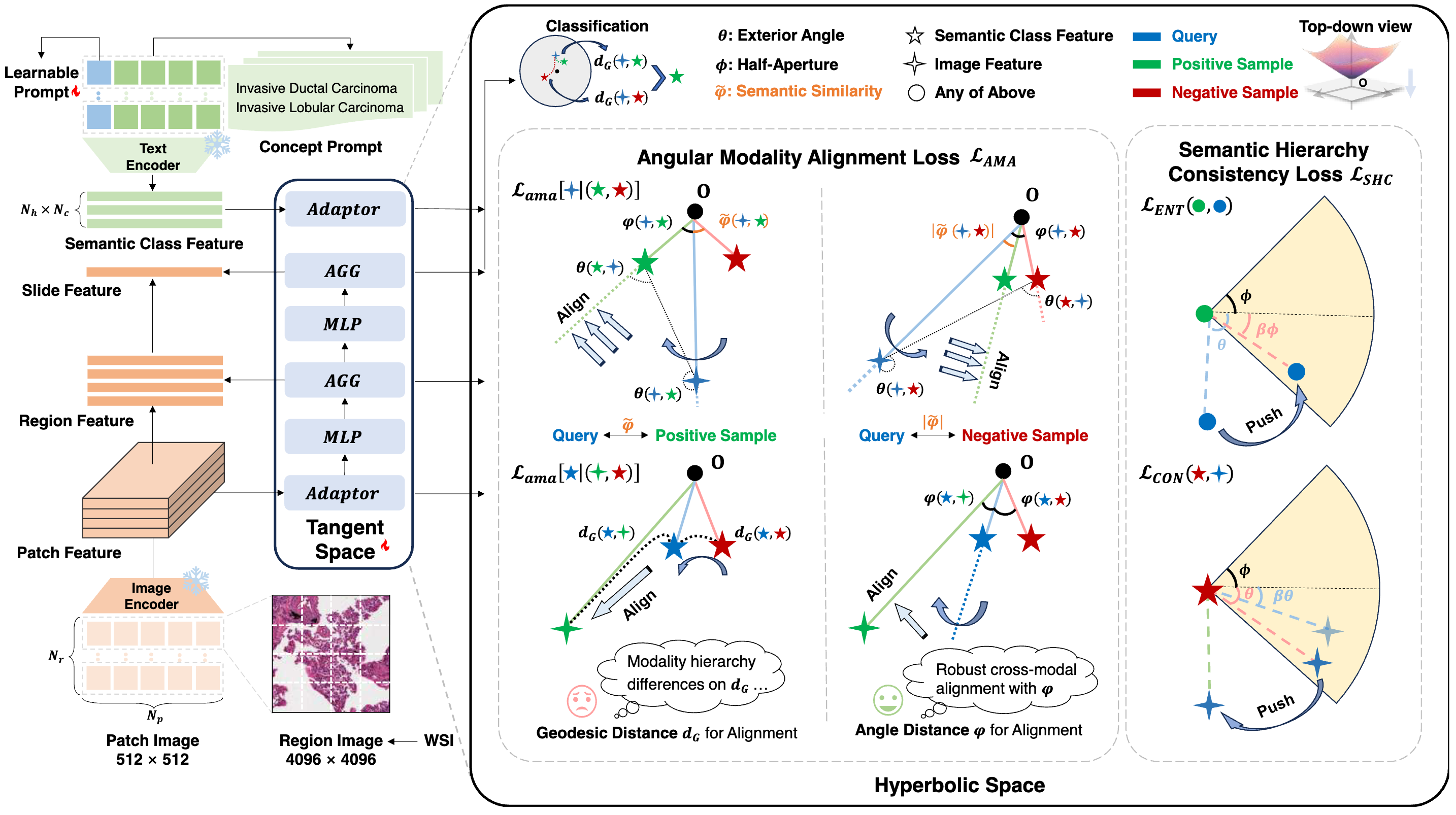 HyperPath: Knowledge-Guided Hyperbolic Semantic Hierarchy Modeling for WSI Analysis