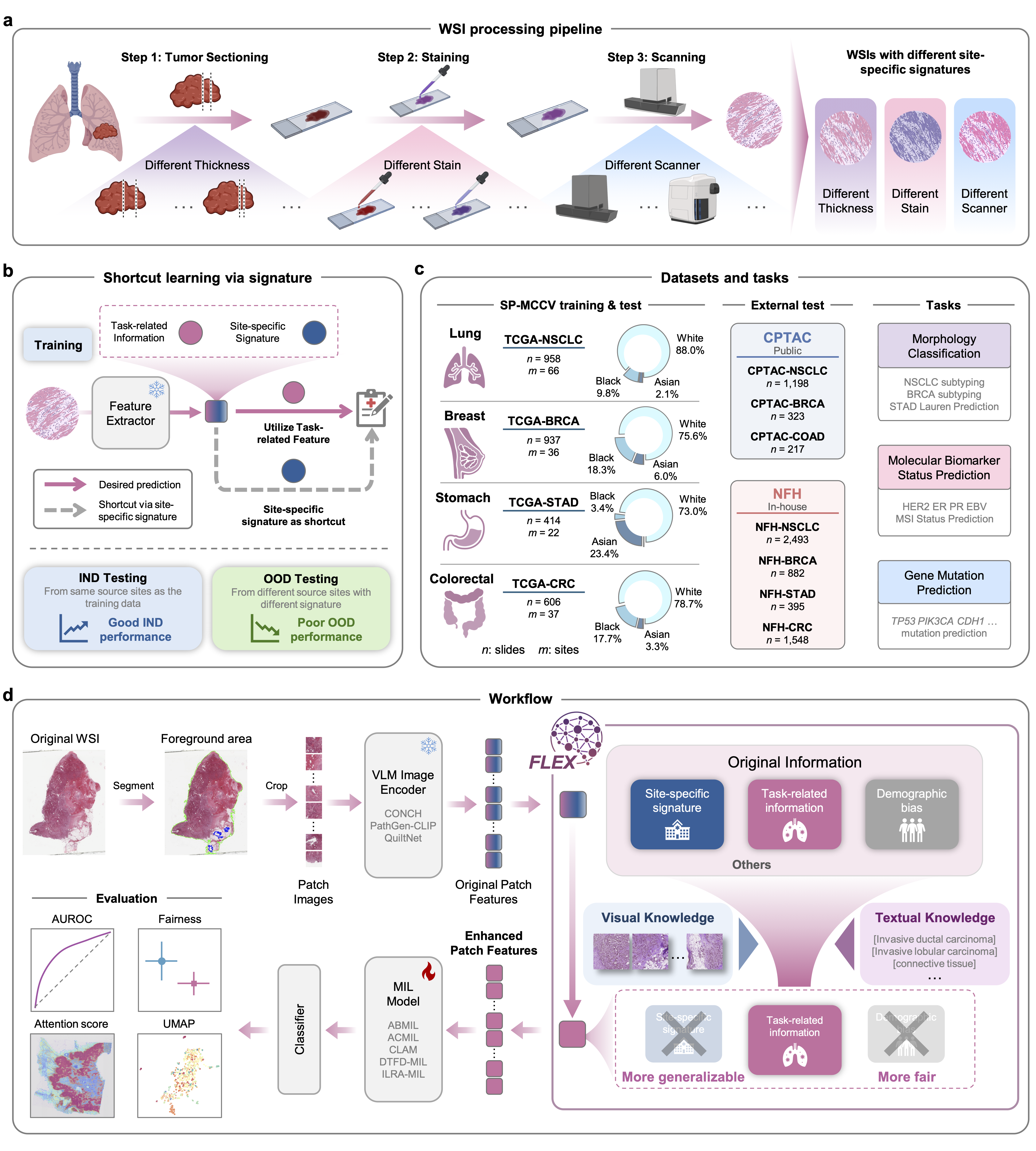Knowledge-Guided Adaptation of Pathology Foundation Models Effectively Improves Cross-domain Generalization and Demographic Fairness